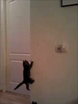 tumblr_m8ek7gwLJ21r3gb3zo1_250