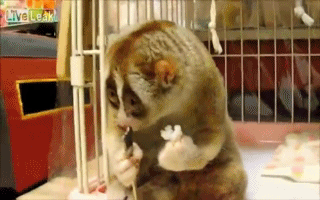 Грустный няша