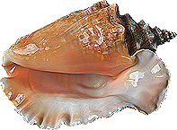 0_801ce_7a2765c4_XL