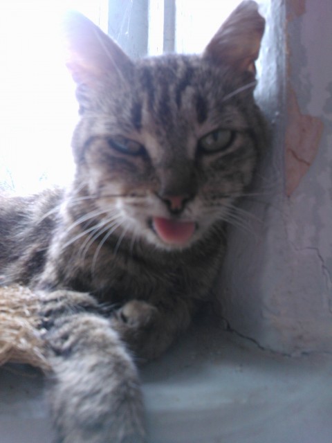 Кот абормот