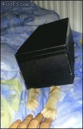 tumblr_m91rhpTL1d1qdlh1io1_250