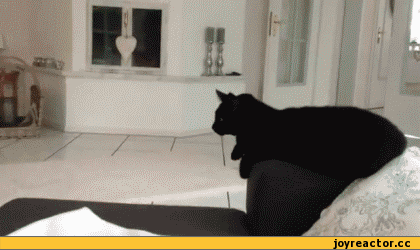 котэ-Дай-пять-дай-лапу-песочница-317628