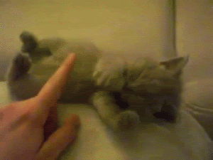 милый котенок