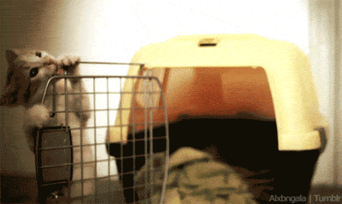 гифки-котэ-я-твой-клетка-дверь-шатал!-fuck-the-system-326490