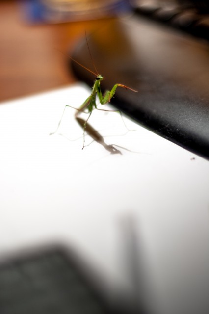 Ночной гость