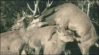 Deer-mating-boom-surprise