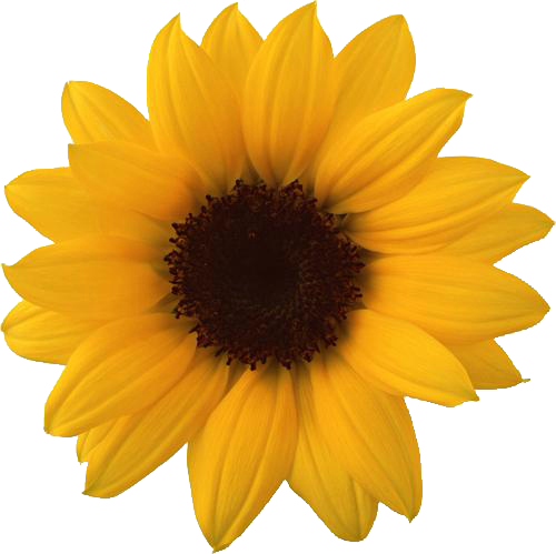 потсолнух