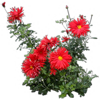 c007e9286ee15958f7f5a0118f39015b