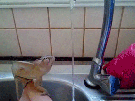 понедельнег