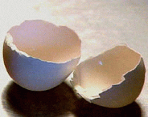 eggshell