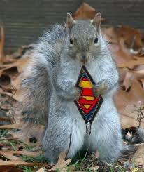 Superman squirrel