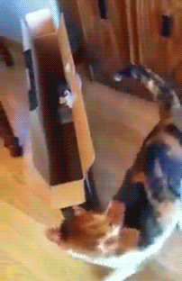 126fb0fe75cc47bd30e9204a8cf010ee