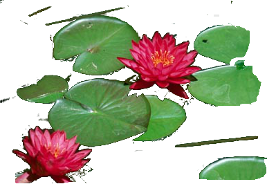 лилии водяные