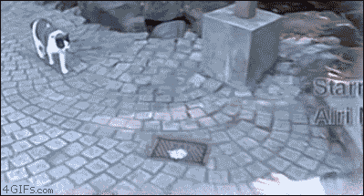 Котейкин игнор