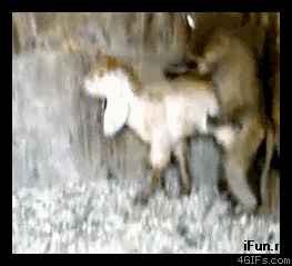 гифки-по-лбу-хуйцом-песочница-408260