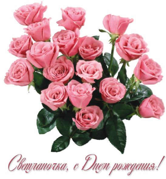 White-Rose-001 