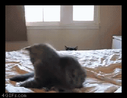 the_definitive_collection_of_cat_04