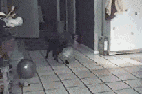 Котэ и шарик