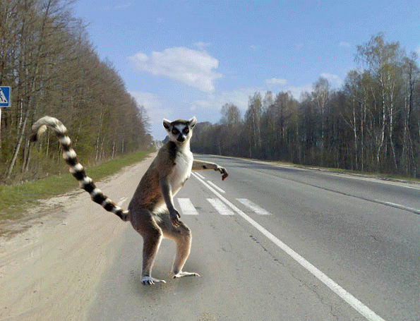 лемур-гаишник