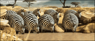 Inflatablezebrascrocodilesurprise