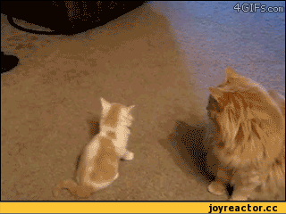 Смелый котейка