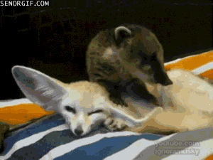 степная лисица