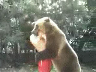 с медведем шутки плохи