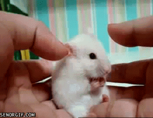 awesome_gifs_54