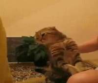 The Cutest Cat Ever. AWW (5)