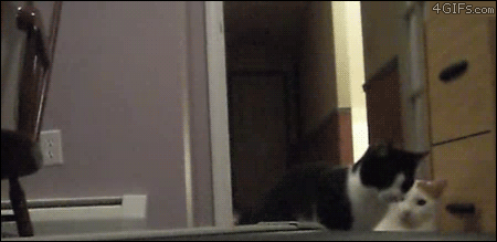 Catboopscarereaction_yapfiles.ru