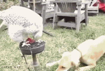 gifs_16