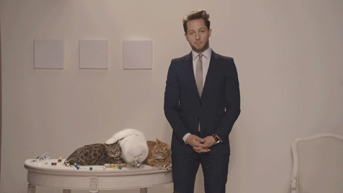 juicy-couture-cat-gif-2