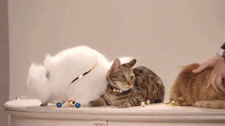 juicy-couture-cat-gif-3