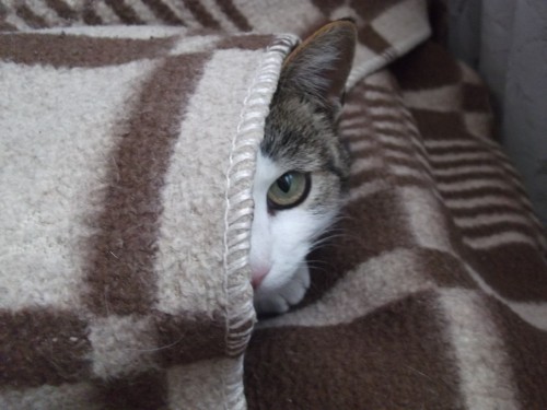 Изображение 396