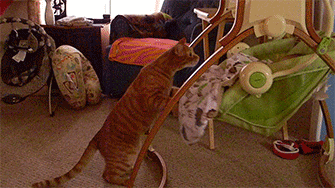 Кот качает люльку