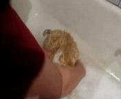 Тима давай гиф