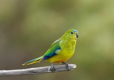 попугайчик