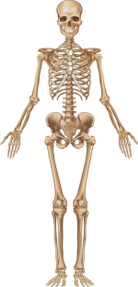 skeleton