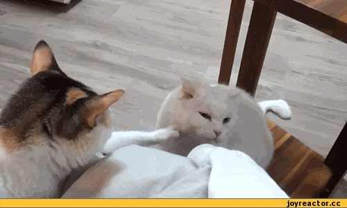 погладь кота