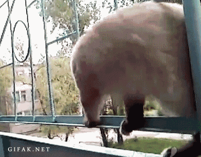 гифки-змеекот-528559