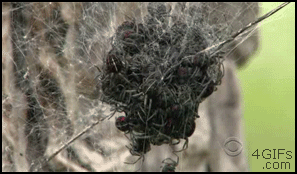 пауки в гнезде