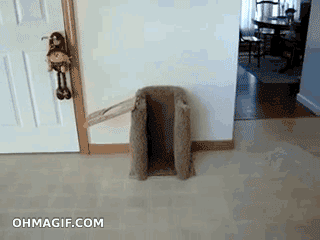 собака кушает 