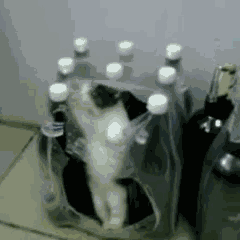 1358165629_1570889085