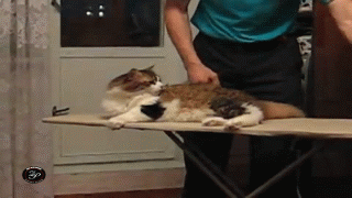 погладь кота