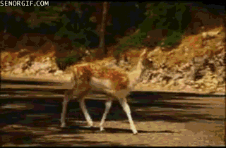 Олень и машина