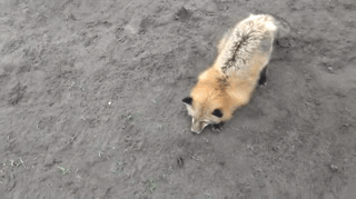 1359225353_1321401913