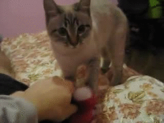 гифки-могёт-котейка-554786