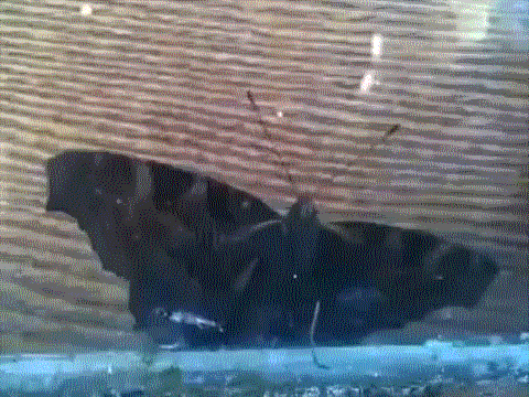 1359794670_411545892