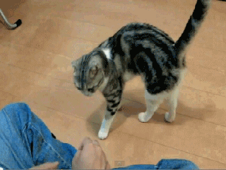 Все, что прикажешь, хозяин