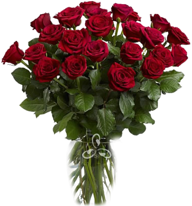 розы12